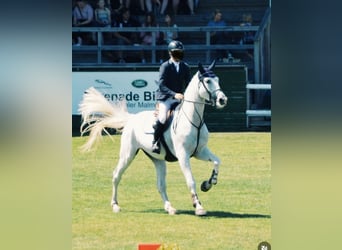 Oldenburg, Giumenta, 9 Anni, 175 cm, Bianco