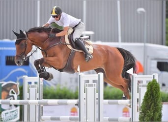 Oldenburg, Giumenta, 9 Anni, Baio ciliegia