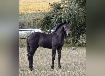Oldenburg, Giumenta, Puledri (04/2026), 133 cm, Baio nero
