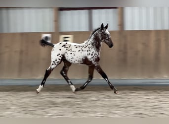 Oldenburg, Giumenta, Puledri (06/2024), 166 cm, Leopard