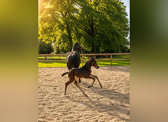 Oldenburg, Giumenta, Puledri (06/2026), 167 cm, Baio