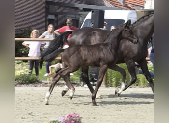 Oldenburg, Giumenta, Puledri (05/2026), 169 cm, Baio nero
