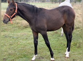Oldenburg, Giumenta, Puledri (04/2026), 170 cm, Baio