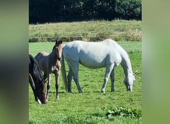 Oldenburg, Giumenta, Puledri (04/2025), 170 cm, Grigio
