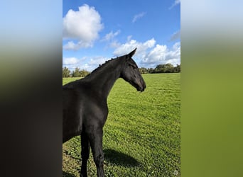 Oldenburg, Giumenta, Puledri (04/2026), 170 cm, Morello