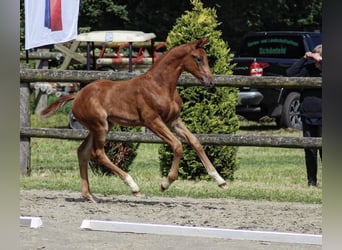 Oldenburg, Giumenta, Puledri (04/2026), 170 cm, Morello