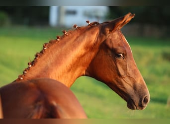 Oldenburg, Giumenta, Puledri
 (05/2024), 170 cm, Sauro scuro