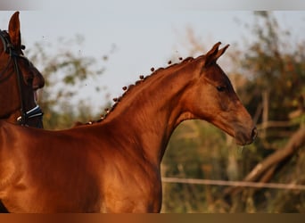 Oldenburg, Giumenta, Puledri
 (05/2024), 170 cm, Sauro scuro