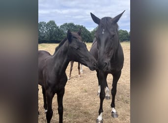 Oldenburg, Giumenta, Puledri (03/2026), 171 cm, Morello