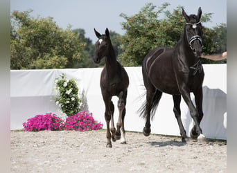 Oldenburg, Giumenta, Puledri
 (03/2024), 174 cm, Morello