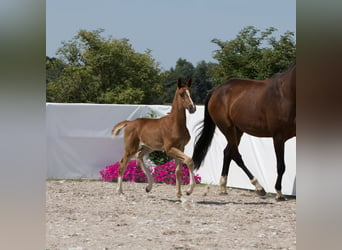 Oldenburg, Giumenta, Puledri
 (05/2024), 174 cm, Sauro scuro