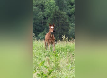 Oldenburg, Giumenta, Puledri (05/2026), Baio