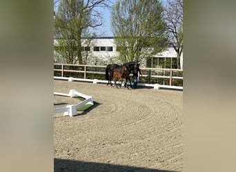 Oldenburg, Giumenta, Puledri (03/2026), Baio