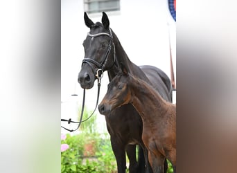 Oldenburg, Giumenta, Puledri (05/2026), Baio nero