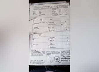 Oldenburg, Giumenta, Puledri (02/2026), Baio scuro