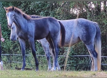 Oldenburg, Giumenta, Puledri (04/2025), Grigio