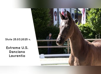 Oldenburg, Giumenta, Puledri (03/2025), Morello