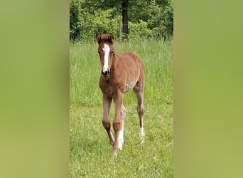 Oldenburg, Giumenta, Puledri (03/2026), Sauro scuro