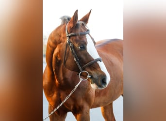 Oldenburg-International (OS), Gelding, 10 years, 16,2 hh, Chestnut-Red