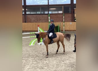 Oldenburg-International (OS), Gelding, 10 years, 16,2 hh, Chestnut-Red