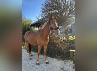 Oldenburg-International (OS), Gelding, 10 years, 17,1 hh, Chestnut-Red