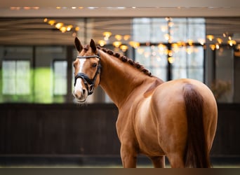 Oldenburg-International (OS), Gelding, 11 years, 16,1 hh, Chestnut