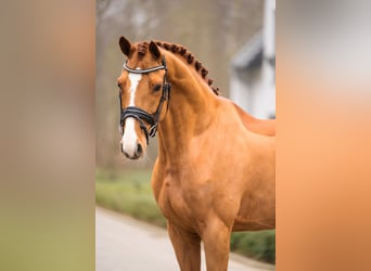 Oldenburg-International (OS), Gelding, 11 years, 16,1 hh, Chestnut