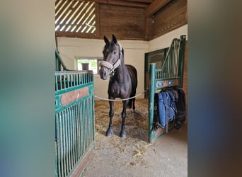 Oldenburg-International (OS), Gelding, 11 years, 16,1 hh, Smoky-Black