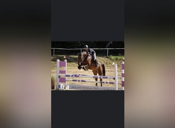 Oldenburg-International (OS), Gelding, 11 years, 16.2 hh, Brown
