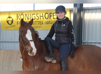 Oldenburg-International (OS), Gelding, 11 years, 16,2 hh, Chestnut-Red