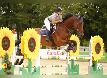 Oldenburg-International (OS), Gelding, 11 years, 16.3 hh, Brown