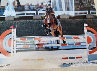 Oldenburg-International (OS), Gelding, 11 years, 16,3 hh, Brown