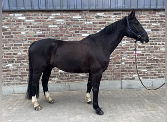 Oldenburg-International (OS), Gelding, 11 years, 17 hh, Black