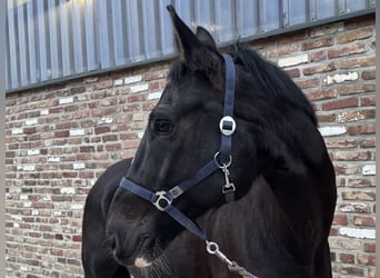 Oldenburg-International (OS), Gelding, 11 years, 17 hh, Black