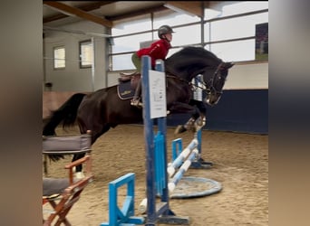 Oldenburg-International (OS), Gelding, 11 years, 17 hh, Black