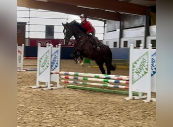 Oldenburg-International (OS), Gelding, 11 years, 17 hh, Black