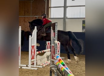 Oldenburg-International (OS), Gelding, 11 years, 17 hh, Black