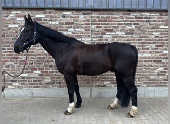 Oldenburg-International (OS), Gelding, 11 years, 17 hh, Black