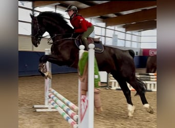 Oldenburg-International (OS), Gelding, 11 years, 17 hh, Black