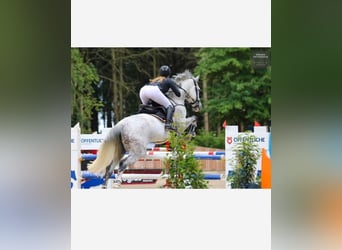 Oldenburg-International (OS), Gelding, 11 years, 17 hh, Gray