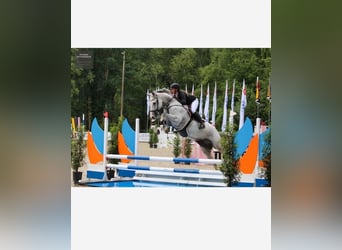 Oldenburg-International (OS), Gelding, 11 years, 17 hh, Gray