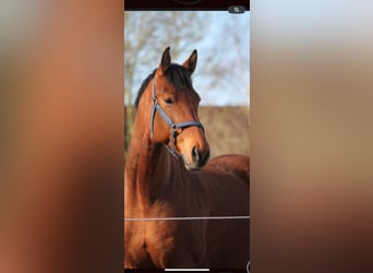 Oldenburg-International (OS), Gelding, 12 years, 15.2 hh, Brown