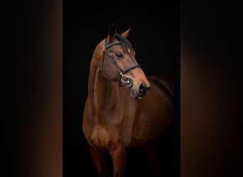 Oldenburg-International (OS), Gelding, 12 years, 16,2 hh, Brown