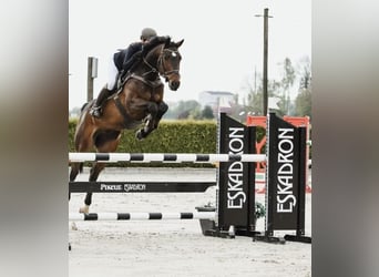 Oldenburg-International (OS), Gelding, 12 years, 16,3 hh, Brown