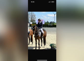 Oldenburg-International (OS), Gelding, 12 years, 16,3 hh, Brown