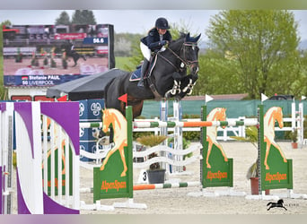 Oldenburg-International (OS), Gelding, 12 years, 17.1 hh, Black