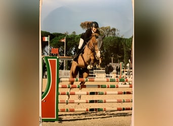 Oldenburg-International (OS), Gelding, 13 years, 16,1 hh, Chestnut-Red