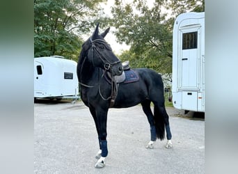 Oldenburg-International (OS), Gelding, 13 years, 16,3 hh, Black