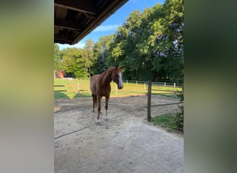 Oldenburg-International (OS), Gelding, 14 years, 16 hh, Chestnut-Red