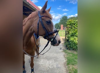 Oldenburg-International (OS), Gelding, 14 years, 16 hh, Chestnut-Red